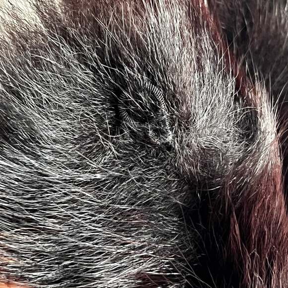 Vintage Dark Brown Fox Fur Collar - Picture 7 of 16